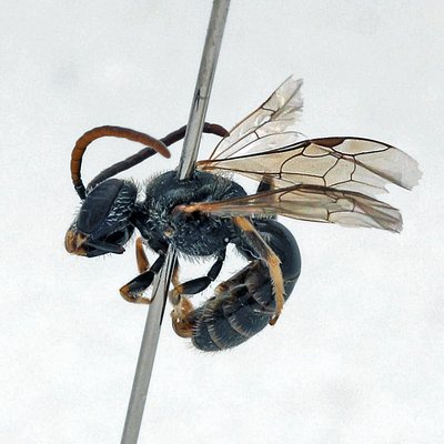 Fotografische Darstellung der Wildbiene Wimpern-Schmalbiene