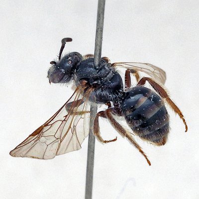Fotografische Darstellung der Wildbiene Dünen-Schmalbiene