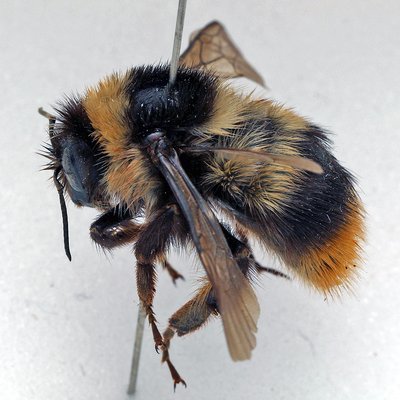 Fotografische Darstellung der Wildbiene Höhenhummel