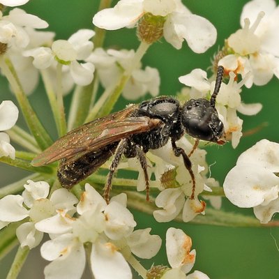 Fotografische Darstellung der Wildbiene Schwarze Blutbiene