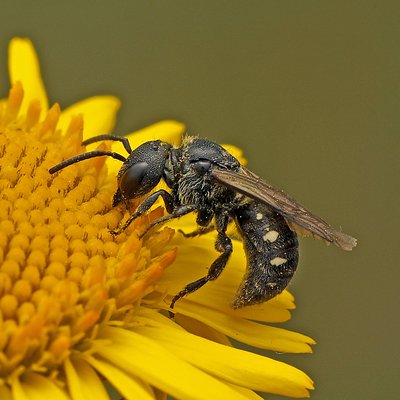 Fotografische Darstellung der Wildbiene Stängel-Düsterbiene