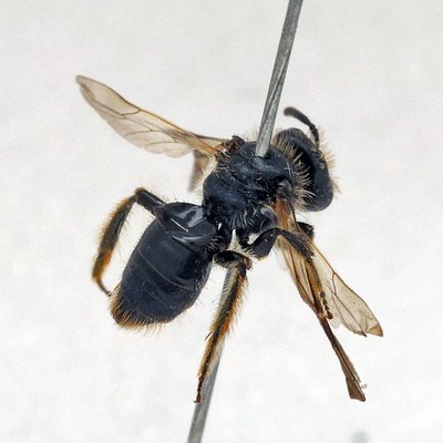 Fotografische Darstellung der Wildbiene Alpen-Scheinlappenbiene