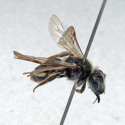 Fotografische Darstellung der Wildbiene Runzelige Zwergsandbiene