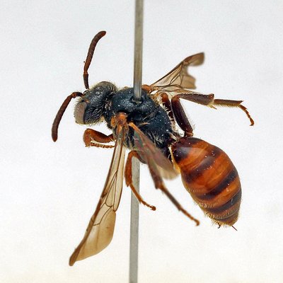 Fotografische Darstellung der Wildbiene Schwarzfühler-Wespenbiene