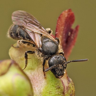 Fotografische Darstellung der Wildbiene Rotfuß-Schmalbiene