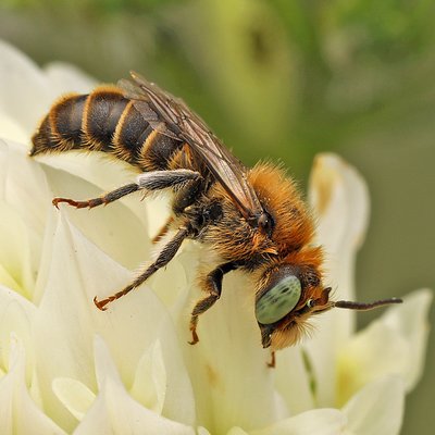 Fotografische Darstellung der Wildbiene Hornklee-Felsenbiene