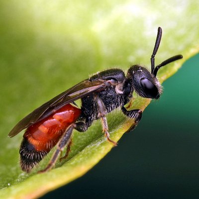 Fotografische Darstellung der Wildbiene Gewöhnliche Blutbiene