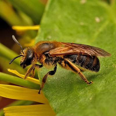 Fotografische Darstellung der Wildbiene Blauschimmernde Schmalbiene