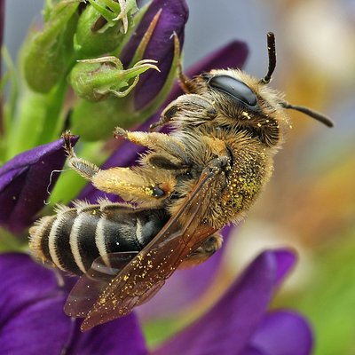 Fotografische Darstellung der Wildbiene Ovale Kleesandbiene