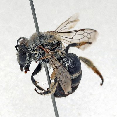 Fotografische Darstellung der Wildbiene Reseden-Seidenbiene