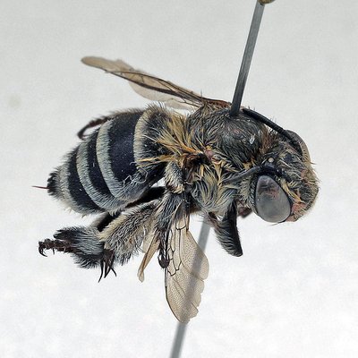 Fotografische Darstellung der Wildbiene Weisswangen-Bindenpelzbiene