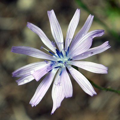 Fotografische Darstellung der Pflanze Blauer Lattich