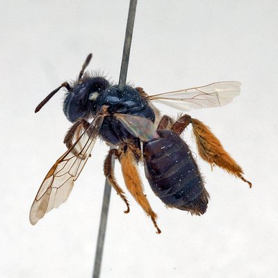 Fotografische Darstellung der Wildbiene Spitzzähnige Zottelbiene