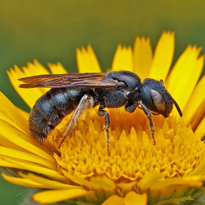Fotografische Darstellung der Wildbiene Grosse Keulhornbiene