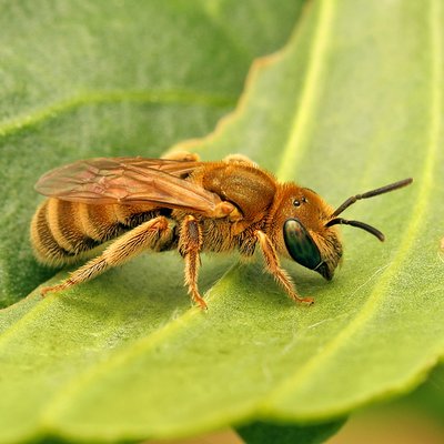 Fotografische Darstellung der Wildbiene Dichtpunktierte Goldfurchenbiene