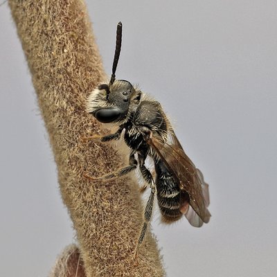 Fotografische Darstellung der Wildbiene Fingerkraut-Zwergsandbiene