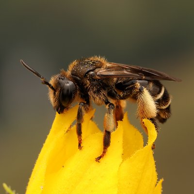 Fotografische Darstellung der Wildbiene Wald-Schenkelbiene