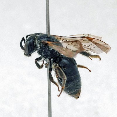 Fotografische Darstellung der Wildbiene Esparsetten-Schmalbiene