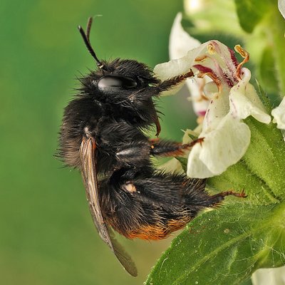 Fotografische Darstellung der Wildbiene Schornstein-Pelzbiene