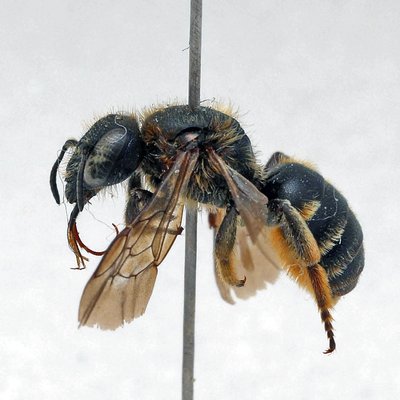 Fotografische Darstellung der Wildbiene Rothaarige Schneckenhausbiene
